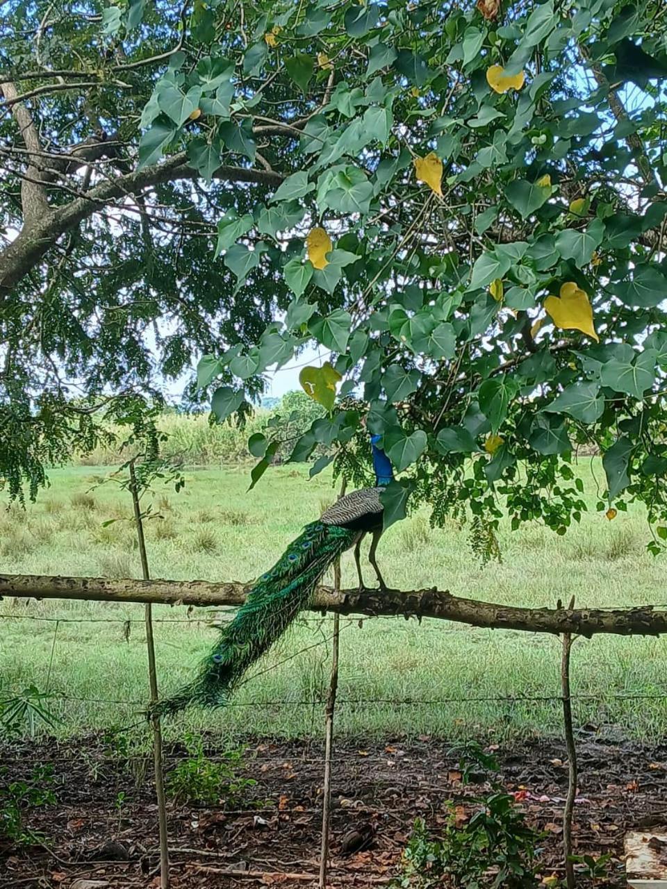 ホテル Lagoon Birds - タンガラ エクステリア 写真