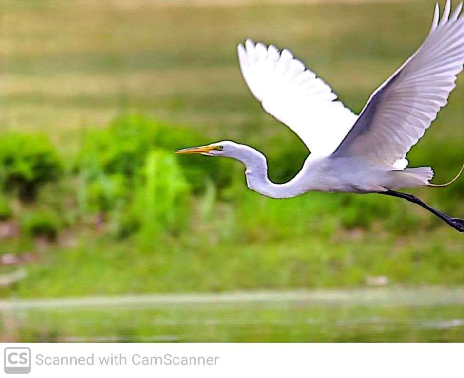 ホテル Lagoon Birds - タンガラ エクステリア 写真