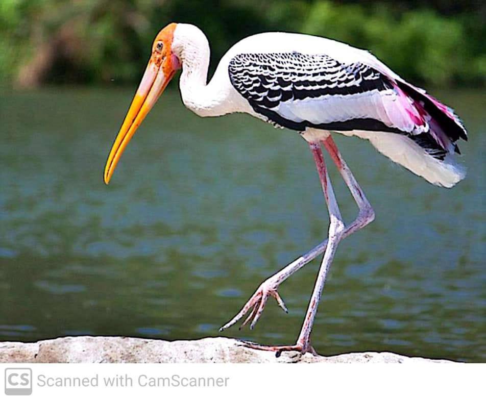 ホテル Lagoon Birds - タンガラ エクステリア 写真